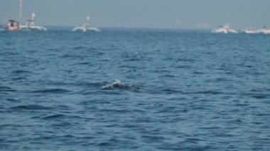 Dolphins swimming and jumping in a clear blue sea. Some white boats on the background. Slow motion