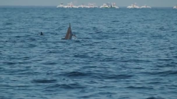 Dolphins Swimming Jumping Clear Blue Sea Some White Boats Background — Vídeo de Stock