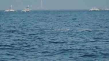 Dolphins swimming and jumping in a clear blue sea. Some white boats on the background. Slow motion