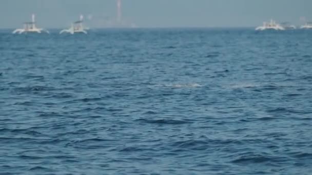 Dolphins Swimming Jumping Clear Blue Sea Some White Boats Background — Stockvideo