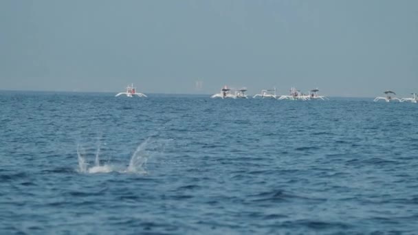 Дельфіни Плавають Стрибають Чисте Блакитне Море Білі Човни Фоні Повільний — стокове відео