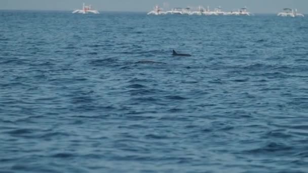 Dolphins Swimming Jumping Clear Blue Sea Some White Boats Background — Stockvideo