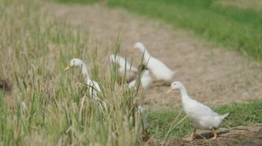 Brown and white ducks walk on the cropped rice field. Slow motion