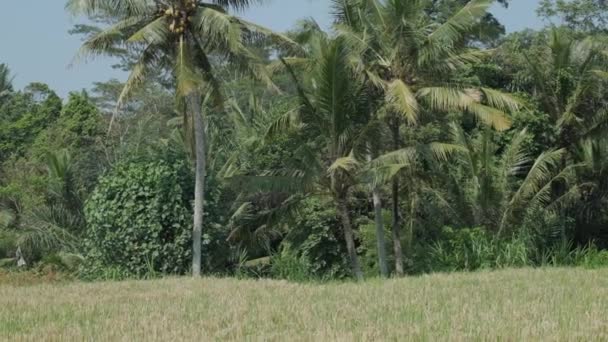 Brown White Ducks Walk Cropped Rice Field Slow Motion — Stock videók