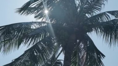 The sun shines through the crown of a coconut tree. Bottom camera, slow motion