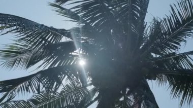 The sun shines through the crown of a coconut tree. Bottom camera, slow motion