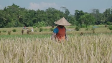 People in conical hats are harvesting rice on Bali. Slow motion.