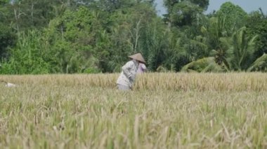 People in conical hats are harvesting rice on Bali. Slow motion.