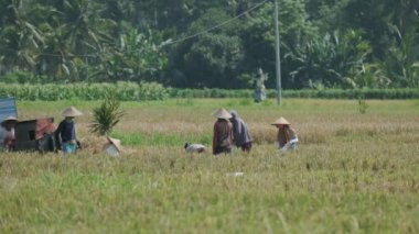 People in conical hats are harvesting rice on Bali. Slow motion.