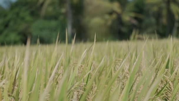 Rise Fields Bali Sunny Weather Forrest Background Slow Motion — Wideo stockowe