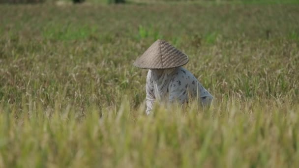 People Conical Hats Harvesting Rice Bali Slow Motion — Vídeo de Stock