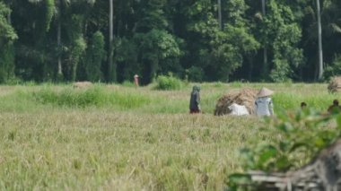 People in conical hats are harvesting rice on Bali. Slow motion.