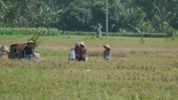 Люди Конических Шляпах Собирают Рис Бали Медленное Движение — стоковое видео