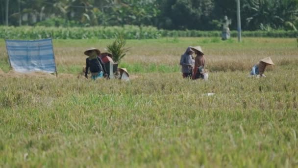 Люди Конических Шляпах Собирают Рис Бали Медленное Движение — стоковое видео