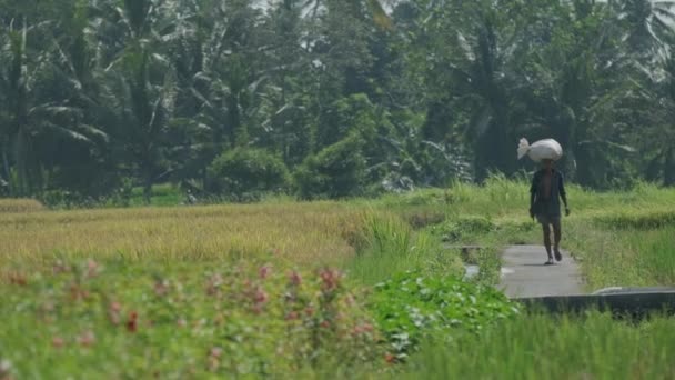 People Conical Hats Harvesting Rice Bali Slow Motion — Stockvideo