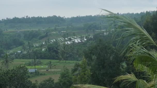 Agricultural Terraces Village Palm Trees Misty Day Bali Slow Motion — Vídeo de Stock