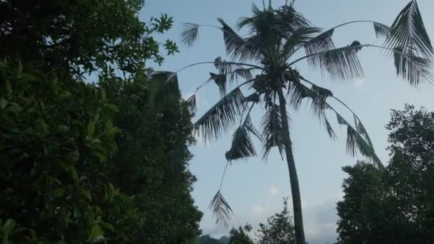 Прогулянка Саду Азіатських Тропіках Перед Зеленою Горою — стокове відео