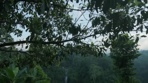 Азиатские Террасы Тропическое Дерево Высокий Водопад Туманный День Медленное Движение — стоковое видео