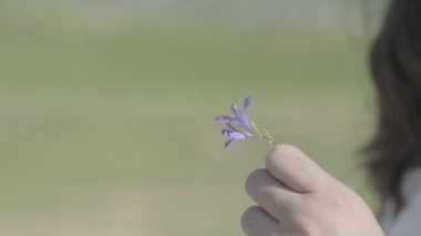 Purple wild flower in the girls hand in the meadow close-up. Slow motion