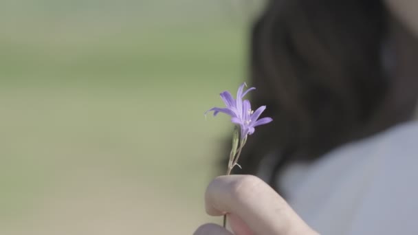 Purple Wild Flower Girls Hand Meadow Close Slow Motion — Stok video
