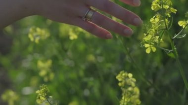 Womans hand touches meadow flowers on a sunny day close-up, slow motion