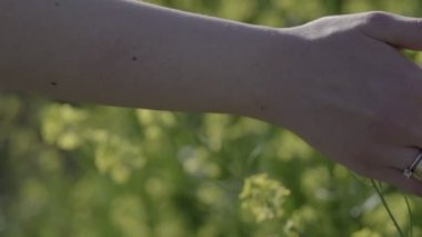 Womans hand touches meadow flowers on a sunny day close-up, slow motion
