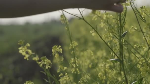 Womans Hand Touches Meadow Flowers Sunny Day Close Slow Motion — Stock Video