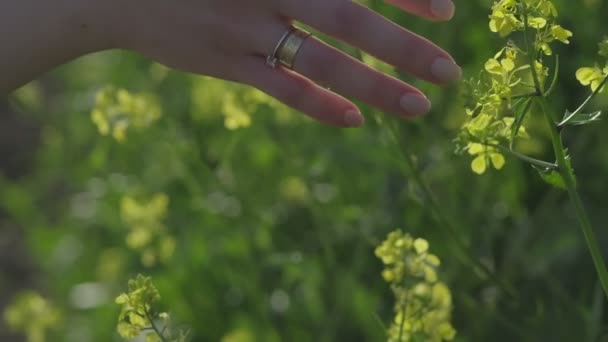 Womans Hand Touches Meadow Flowers Sunny Day Close Slow Motion — Stok video