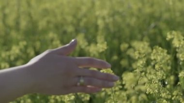 Womans hand touches meadow flowers on a sunny day close-up, slow motion