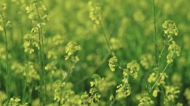 Çayırdaki kır çiçekleri gökyüzüne karşı kapanıyor. Yavaş çekim