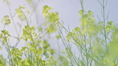 Çayırdaki kır çiçekleri gökyüzüne karşı kapanıyor. Yavaş çekim