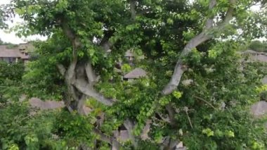 Drone flying through a tree in a tropical cottage village on the seashore. Aerial.