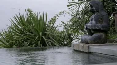 Exotic flowers in a pool in the tropics. Close-up. Slow motion.