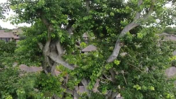 Drone Flying Tree Tropical Cottage Village Seashore Aerial — 图库视频影像