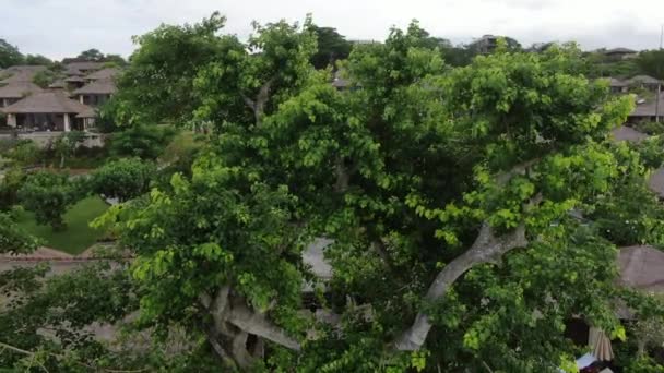 Drone Flying Tree Tropical Cottage Village Seashore Aerial — Stockvideo