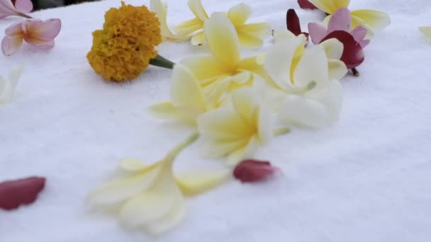 Exotic Flowers White Bed Tropics Close Slow Motion — Stock videók