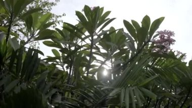 Sunlight through the leaves of beautiful exotic tropical trees. Slow motion.