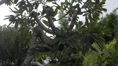 Sunlight through the leaves of beautiful exotic tropical trees. Slow motion.