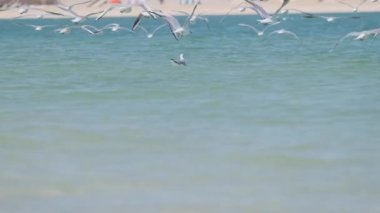 Flying big flock of seagulls over the sea against the background of buildings