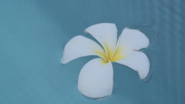 Όμορφο Εξωτικό Λουλούδι Επιπλέει Στην Επιφάνεια Μιας Μικρής Πισίνας Αργή — Αρχείο Βίντεο