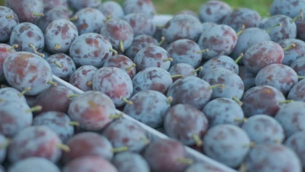 Plums Box Freshly Picked Orchid Camera Closeup — Vídeo de Stock