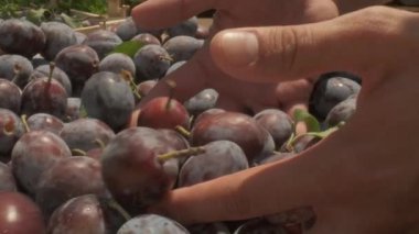 Plums in a box freshly picked from orchid. Camera closeup