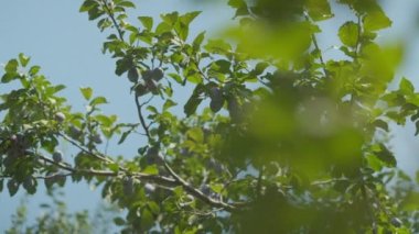 Plums grow in countryside orchids on sunny summer day