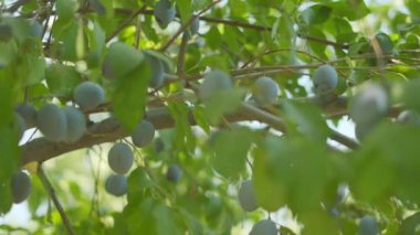 Plums grow in countryside orchids on sunny summer day