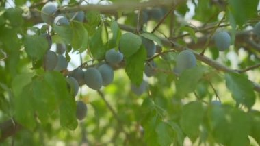 Plums grow in countryside orchids on sunny summer day