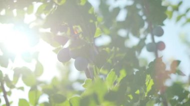 Plums grow in countryside orchids on sunny summer day