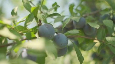 Plums grow in countryside orchids on sunny summer day