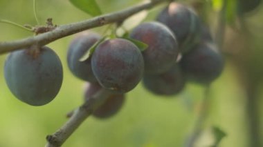 Plums grow in countryside orchids on sunny summer day