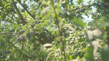 Plums grow in countryside orchids on sunny summer day