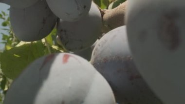 Plums grow in countryside orchids on sunny summer day